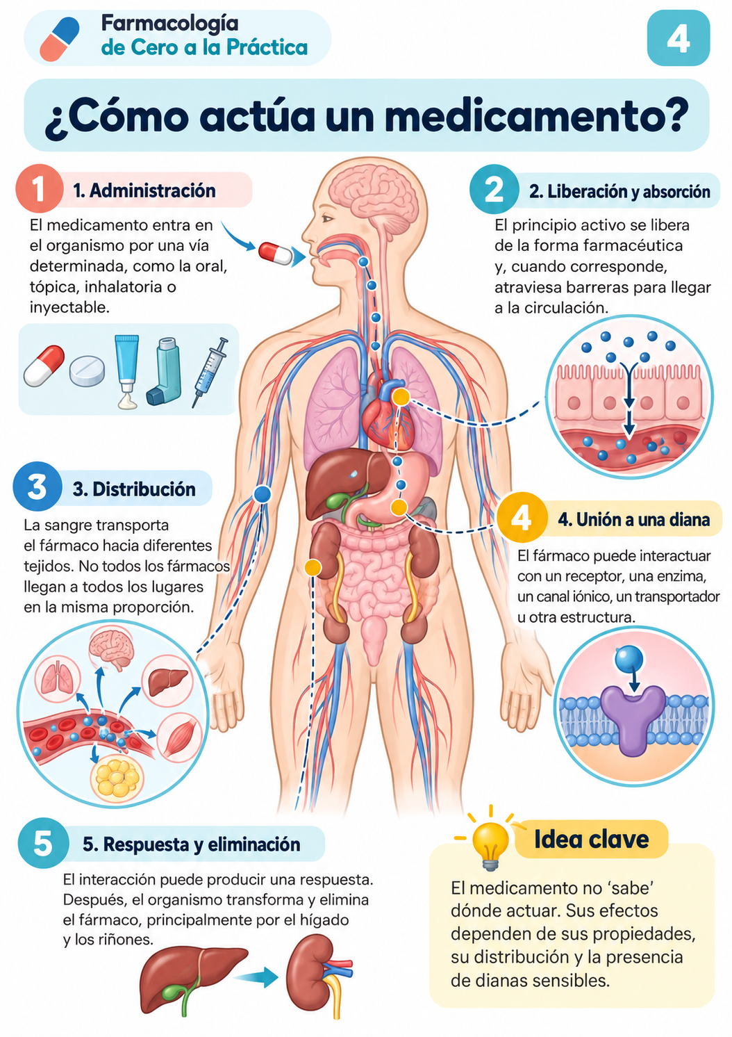 Muestra Farmacología 12